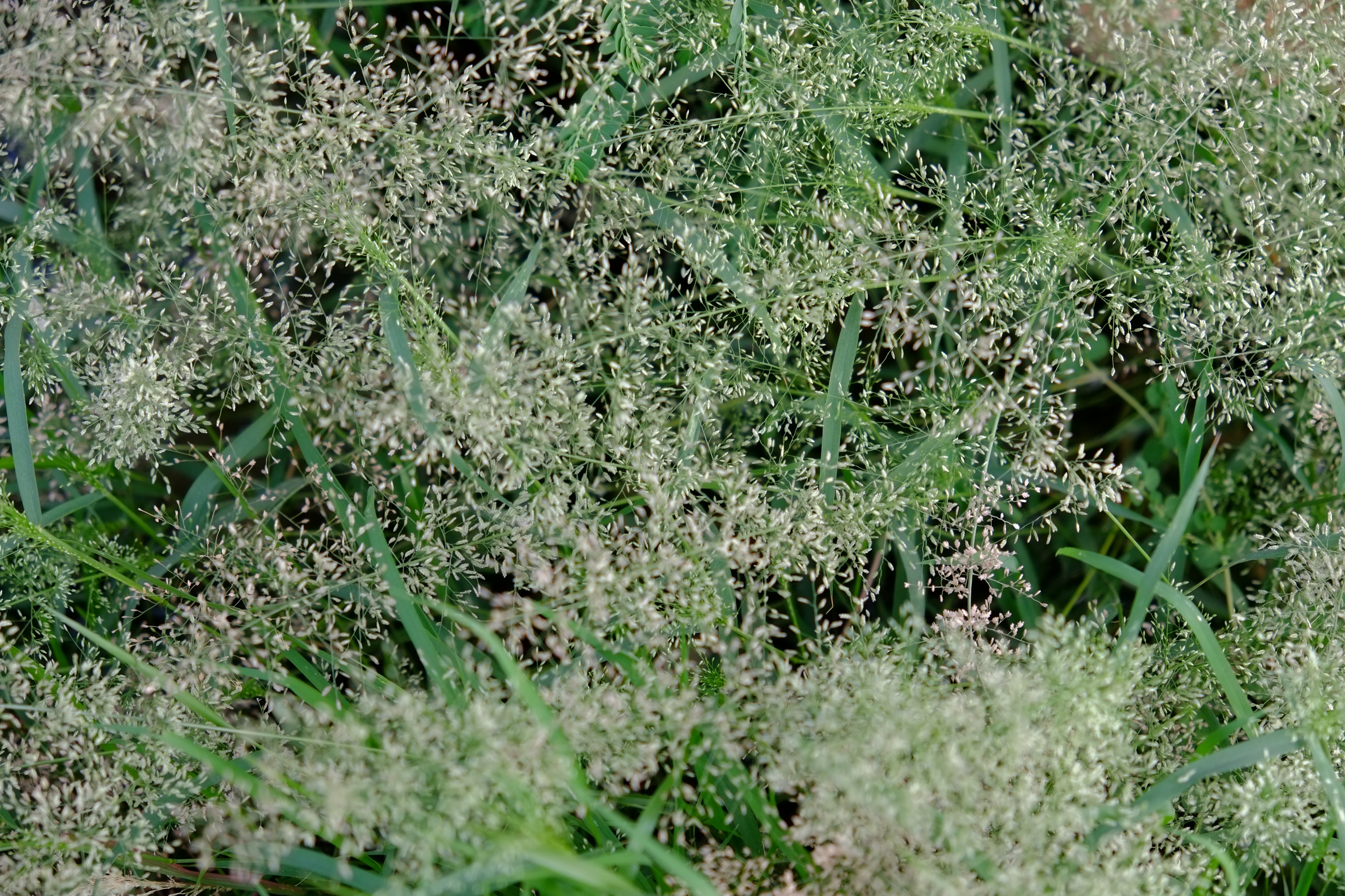 阿拉伯绿洲——迪拜亚拉巴马 ranchs 老入口景观升级-33