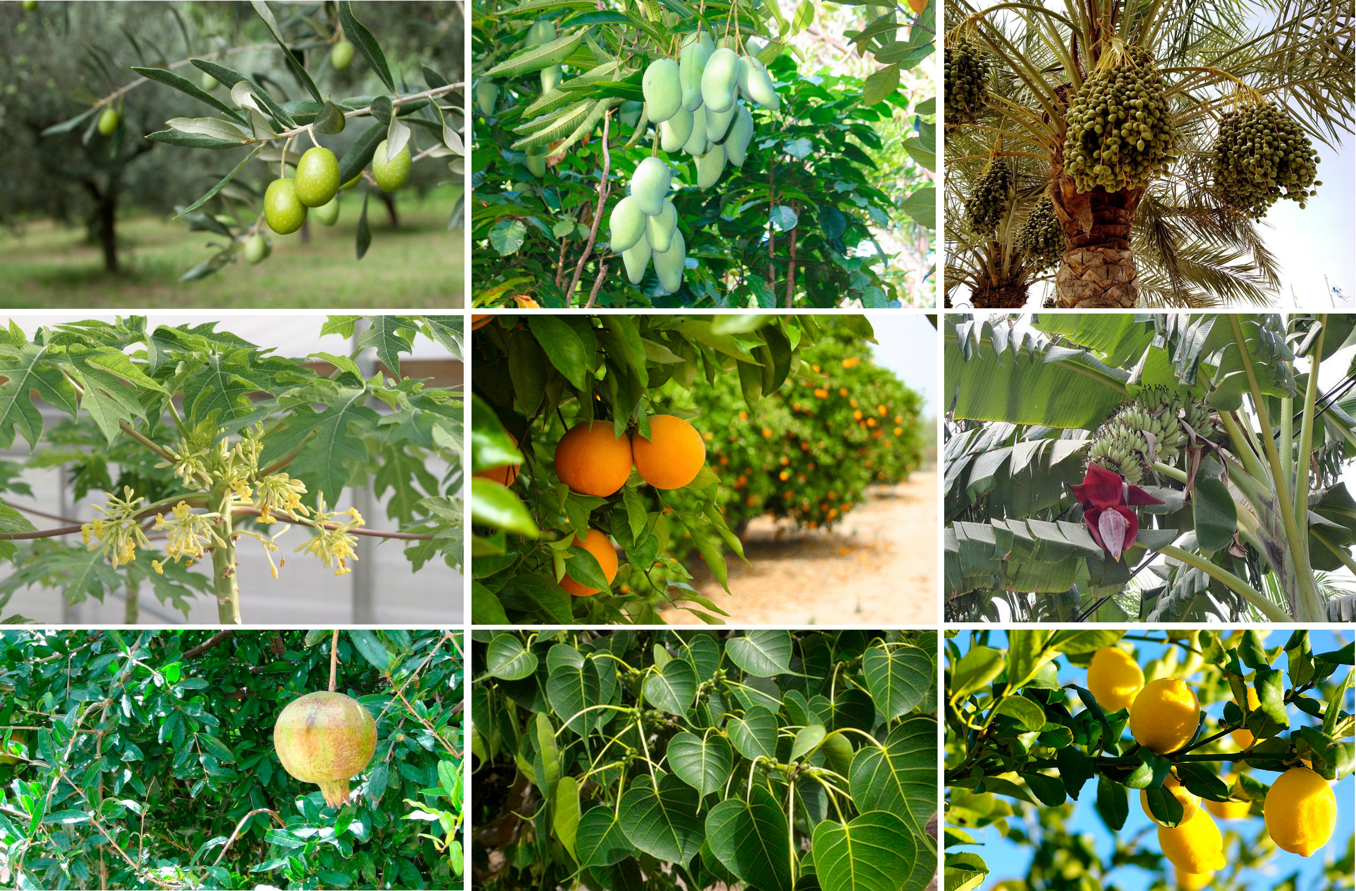 阿拉伯绿洲——迪拜亚拉巴马 ranchs 老入口景观升级-9