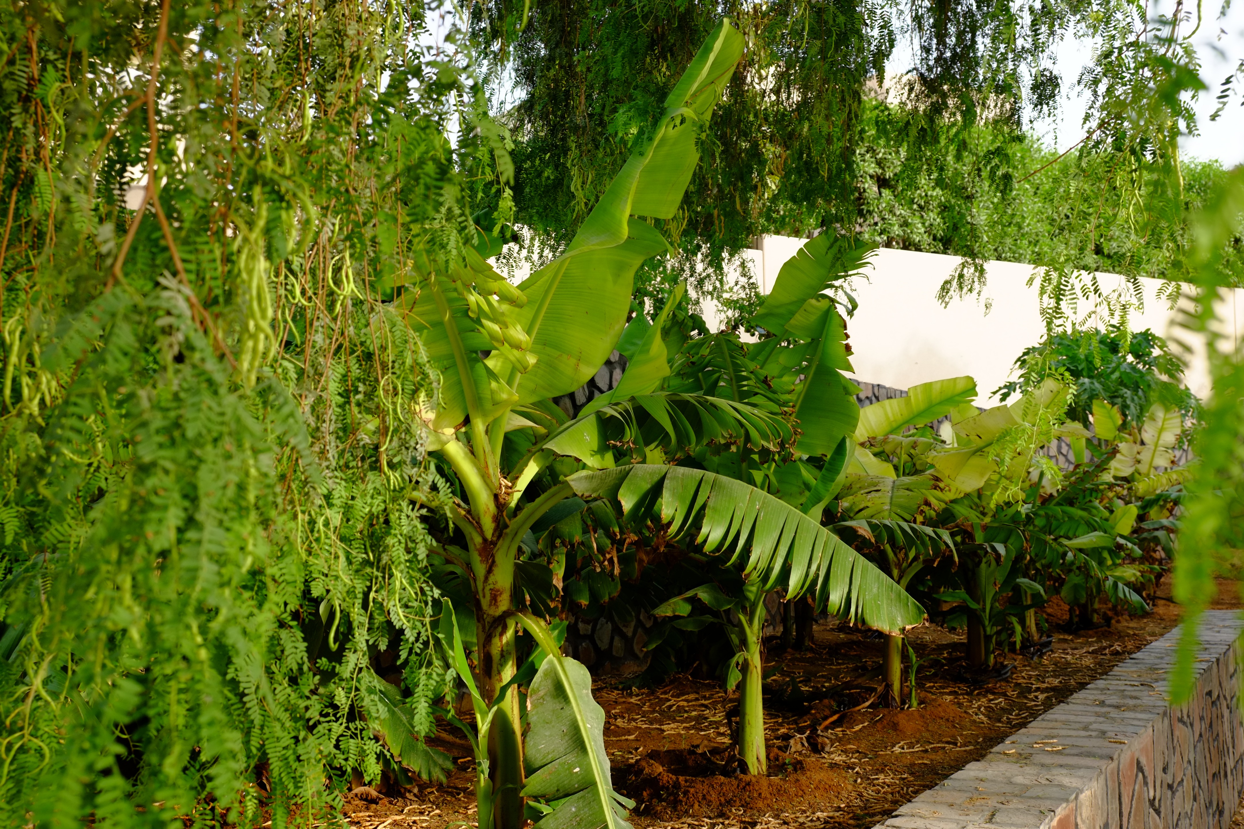 阿拉伯绿洲——迪拜亚拉巴马 ranchs 老入口景观升级-7