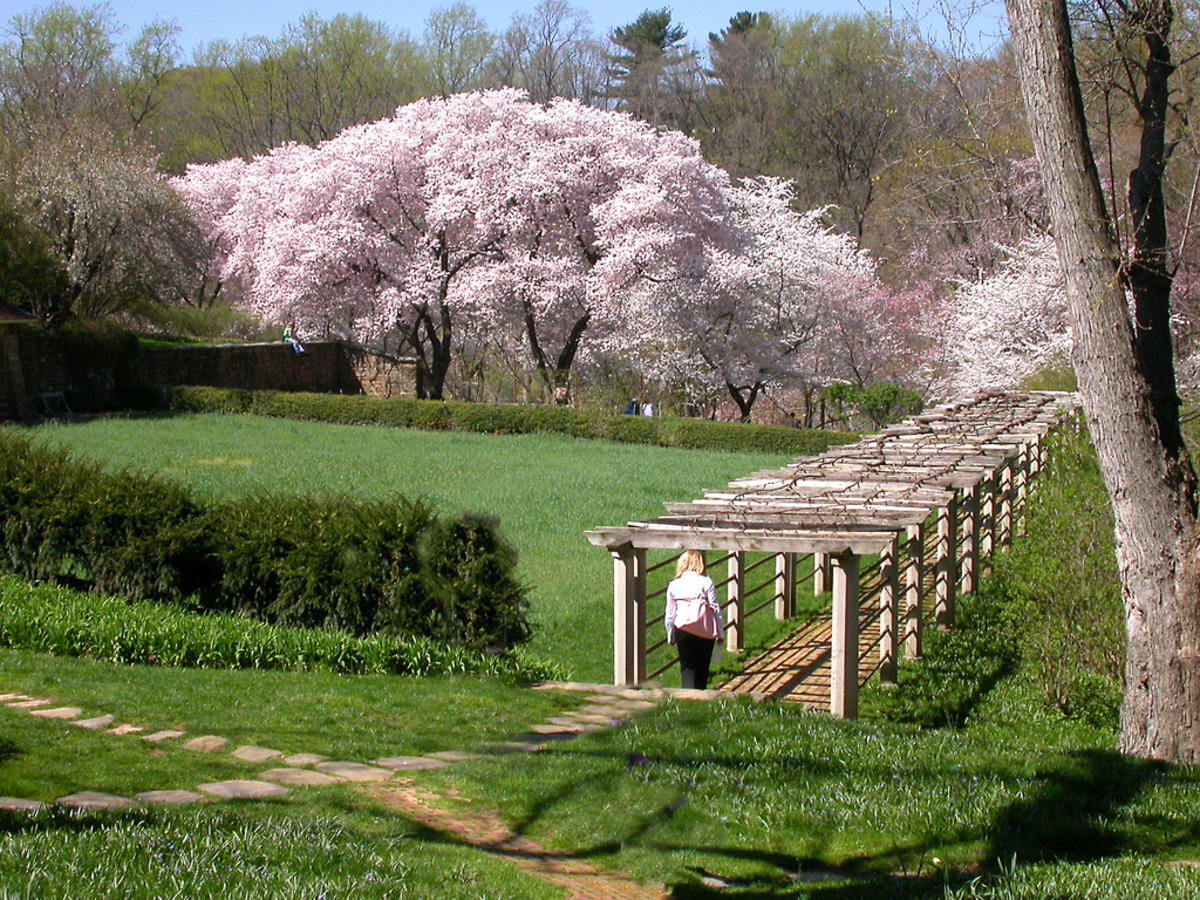 华盛顿特区 27 英亩的乡村幻境——Dumbarton Oaks 花园-6