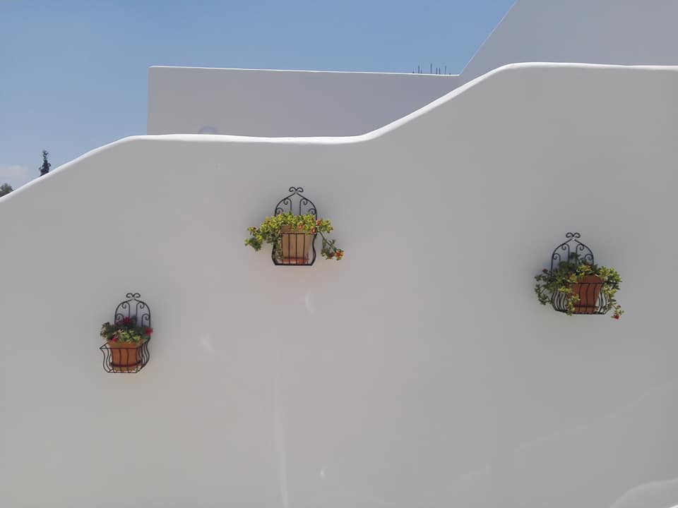 众议院 anthemis-5