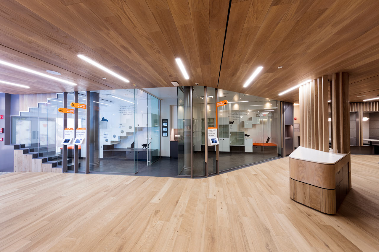 爱心港湾 | 最佳朋友动物协会新收养中心-7