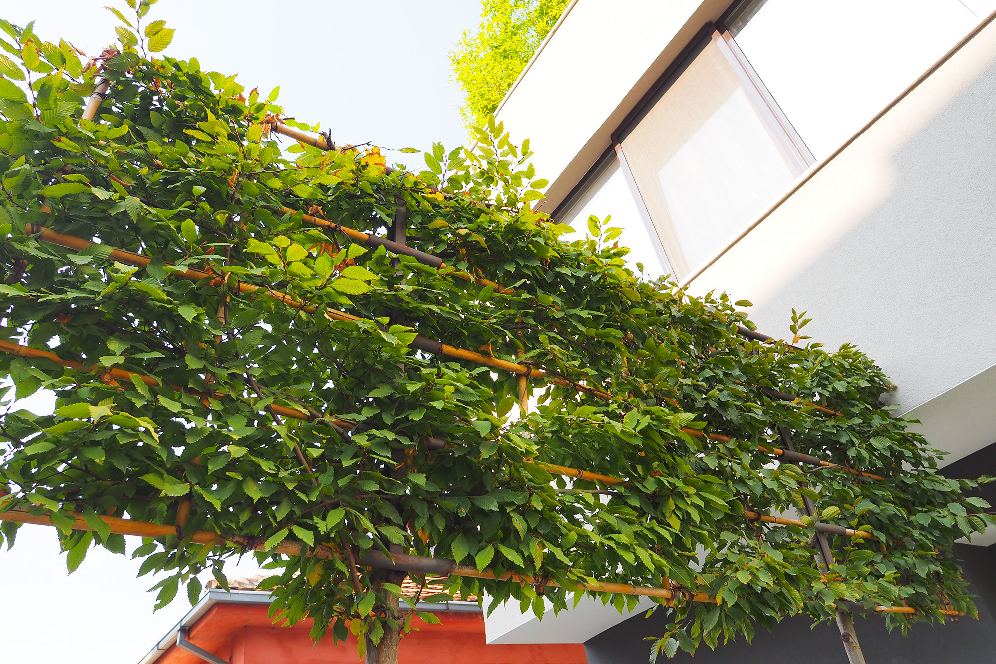 为所有感官而创造，私人住宅花园和屋顶露台-2