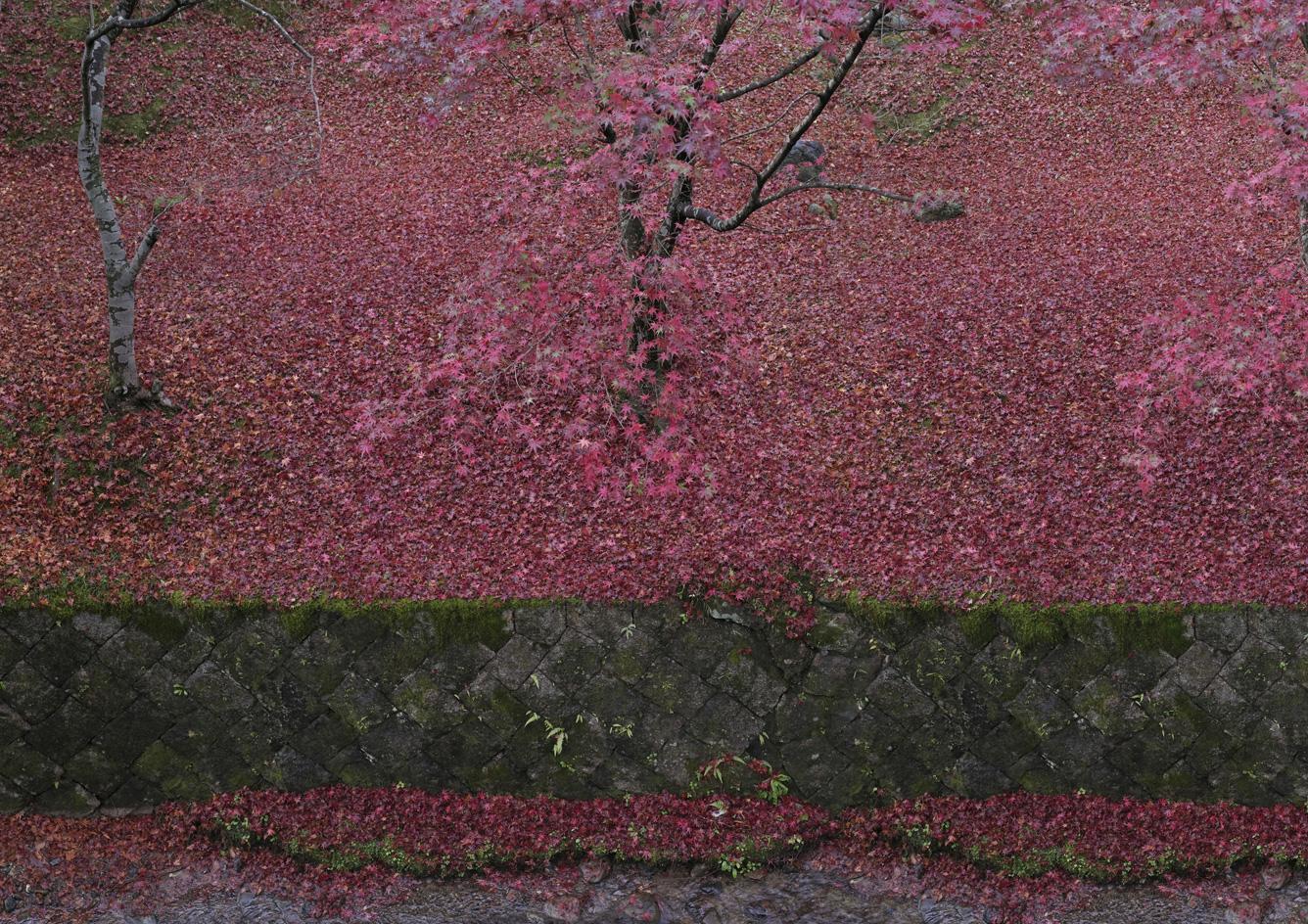 禅意京都 | Ori Gersht 的“浮生世界”摄影展-5