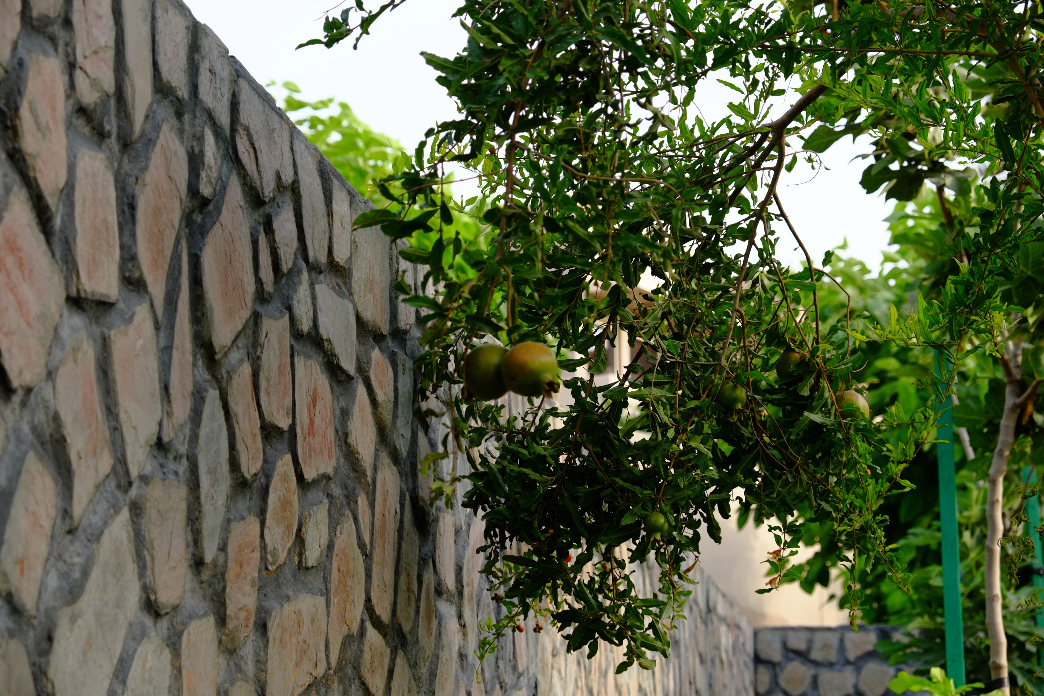 阿拉伯绿洲——迪拜亚拉巴马 ranchs 老入口景观升级-27