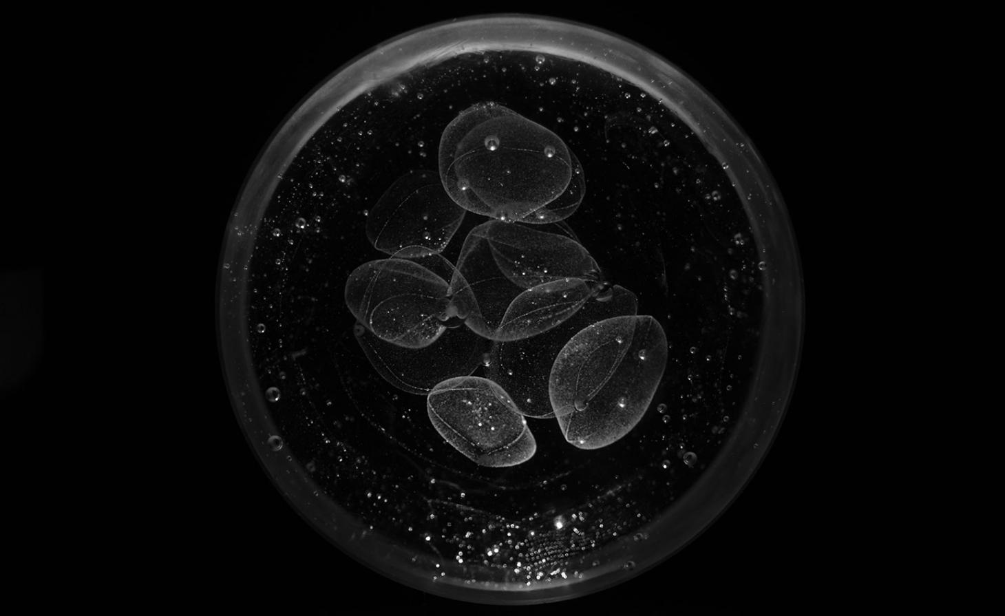 九位玻璃艺术家在大教堂中创作“反思”之作-16