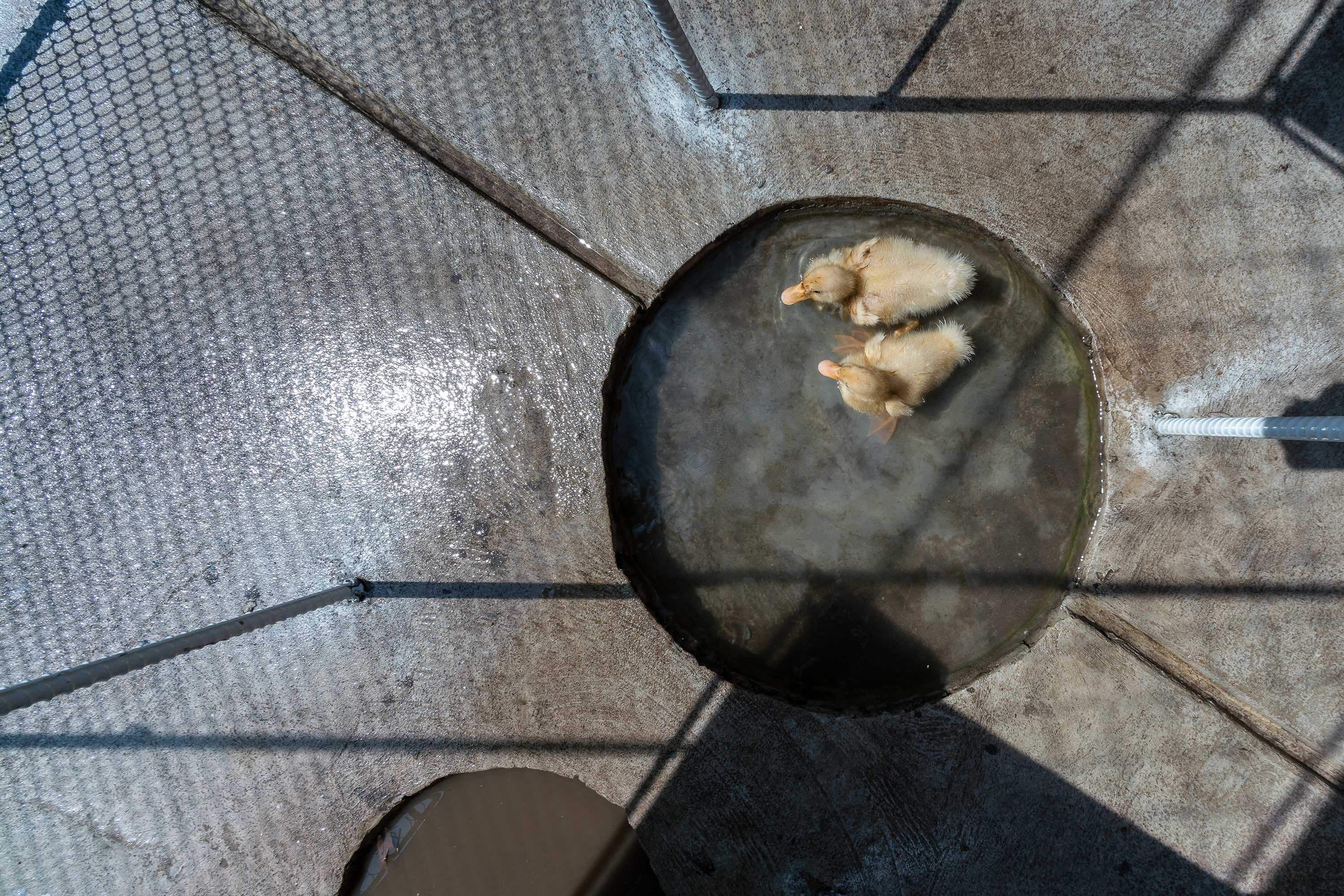 鸡舍建筑,儿童乐趣与自然的融合-21