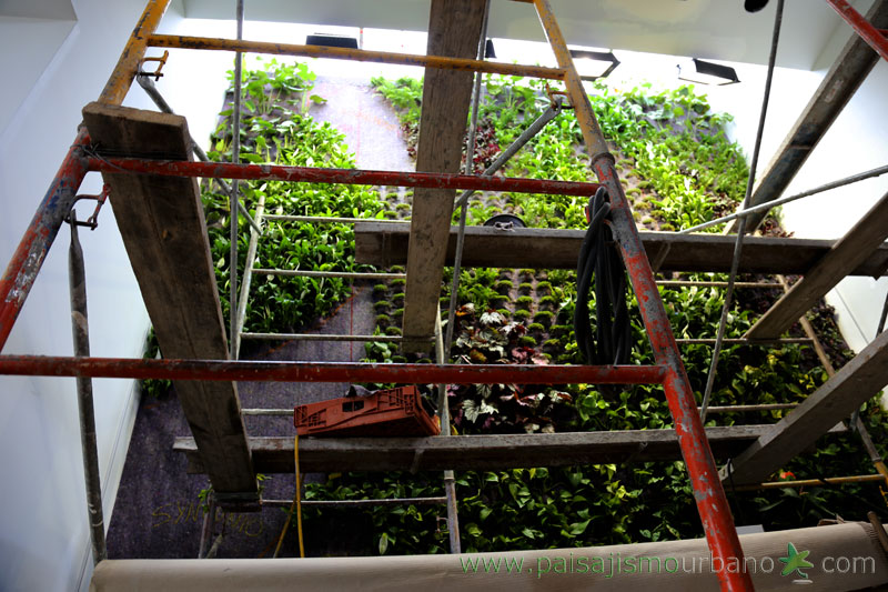 墨西哥绿意盎然的家庭住宅-11