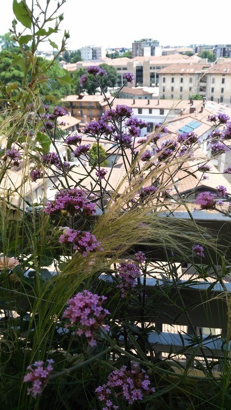 绿色视野的露台生活-2