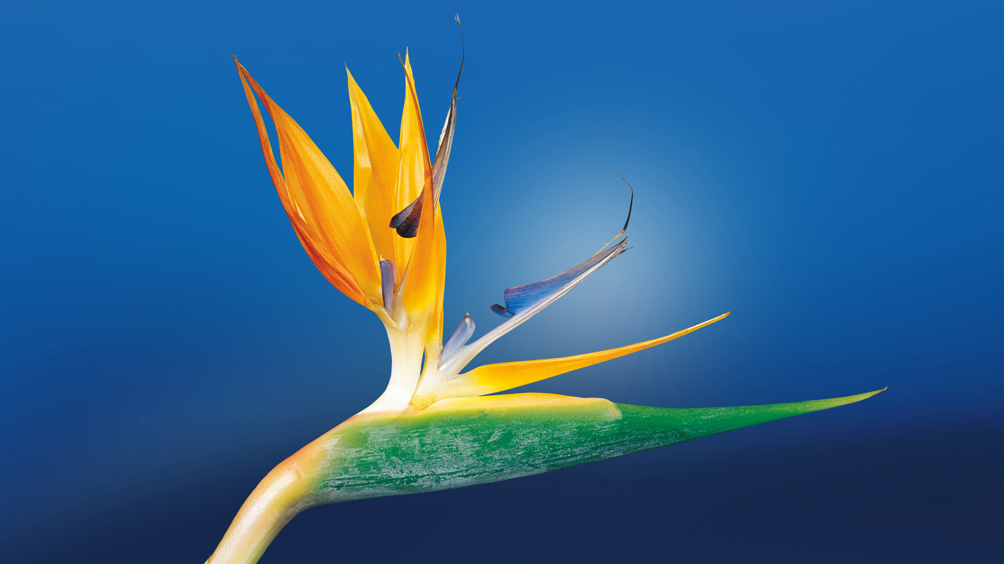 伊朗 Villa 212 别墅设计 | 自然与艺术的融合-5