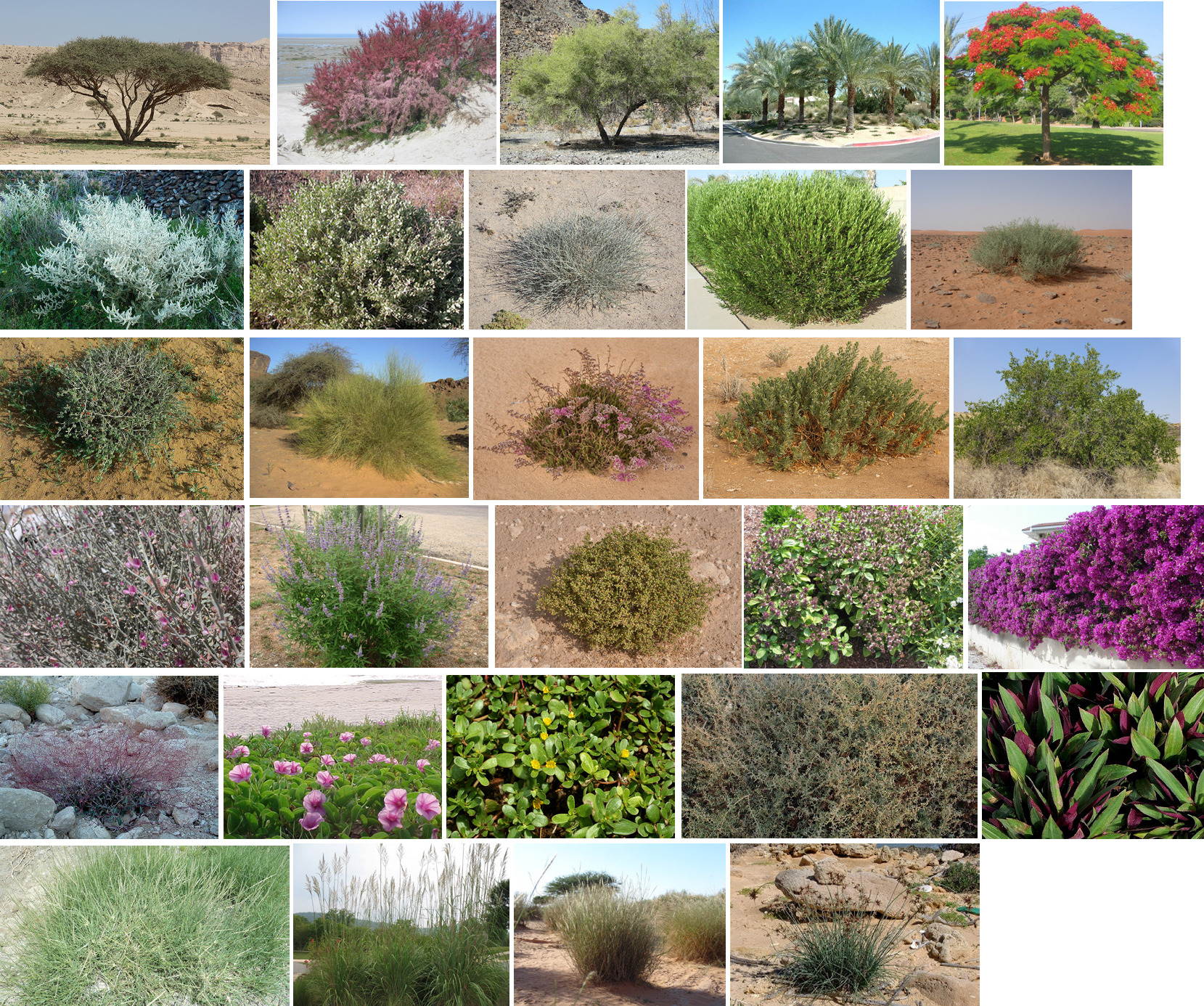 阿布扎比岛屿生态景观设计-13