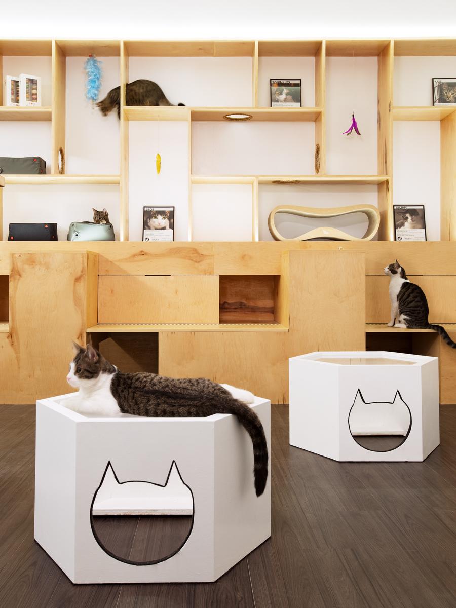 喵星人的温馨之家 · 纽约第一家猫咖啡馆-7