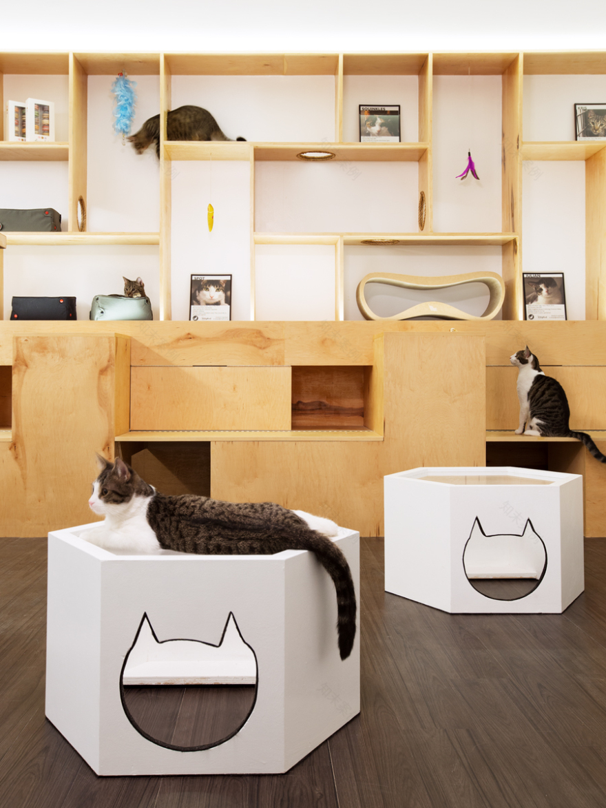 喵星人的温馨之家 · 纽约第一家猫咖啡馆-7