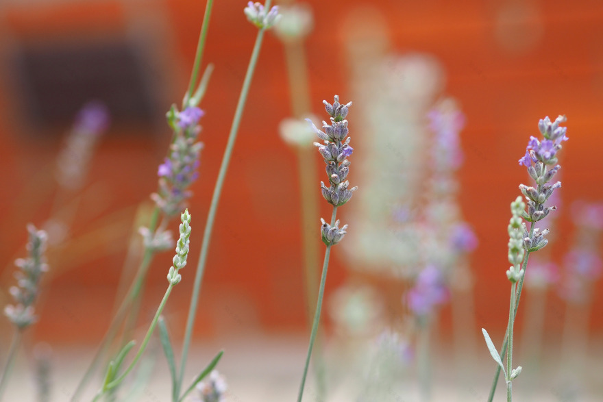 城市中的世外桃源-0