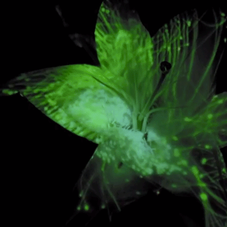 《花之颂》（Hana）-2