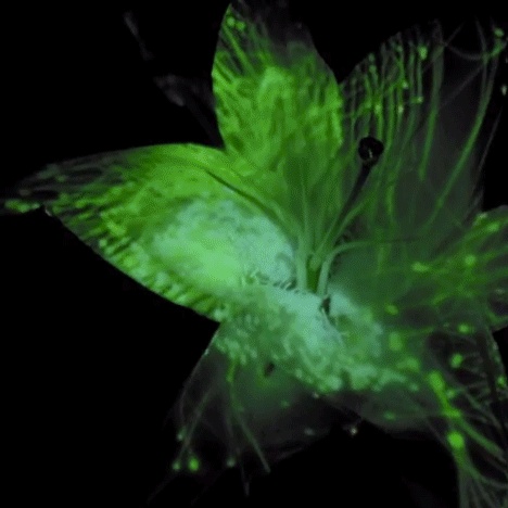 《花之颂》(Hana)-2