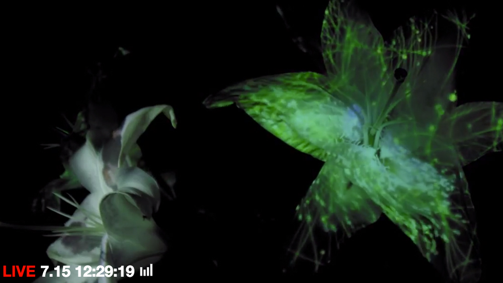 《花之颂》（Hana）-0