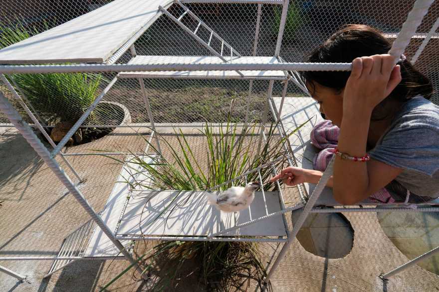 鸡舍建筑,儿童乐趣与自然的融合-14