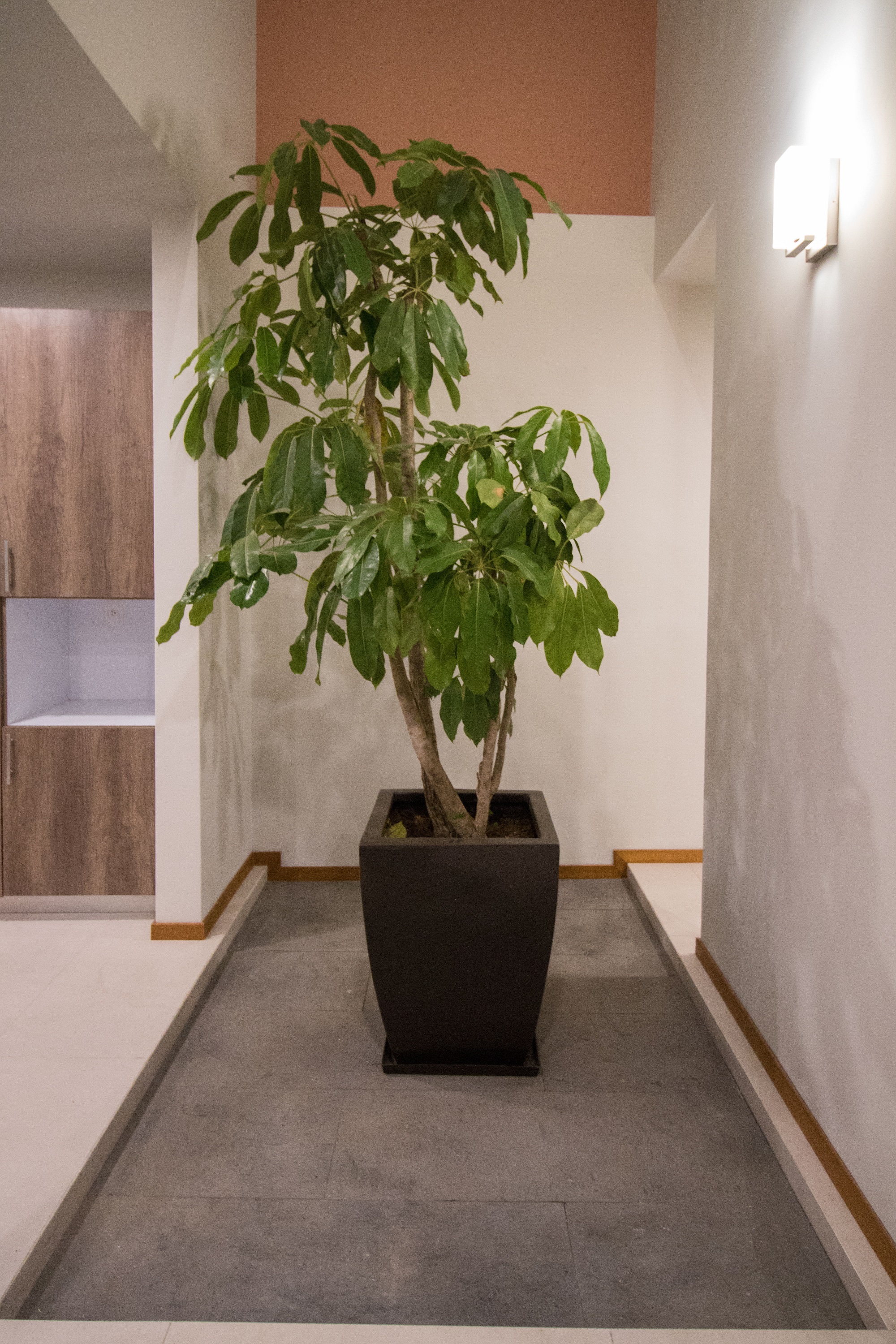 墨西哥鹰之巢-7